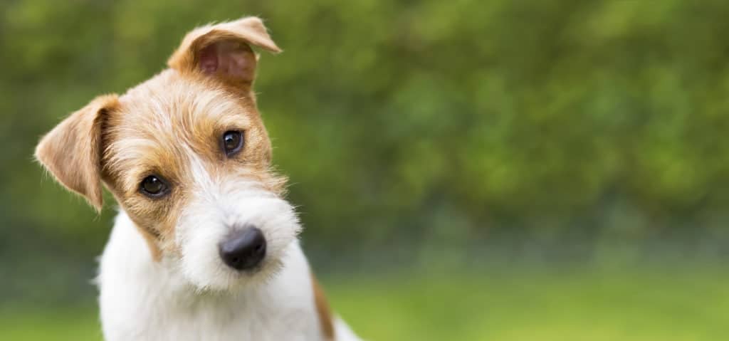 Web banner of a happy cute jack russell puppy pet dog funny head
